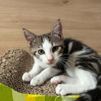 Loki un chaton qui vous fera fondre ! #3