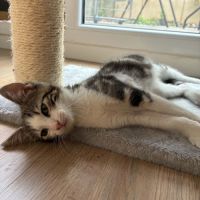 Loki un chaton qui vous fera fondre ! #5