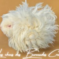 Cochon d’inde lunkarya