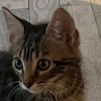 Chat porthos à l adoption