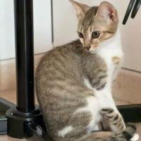 Chat texas à l adoption