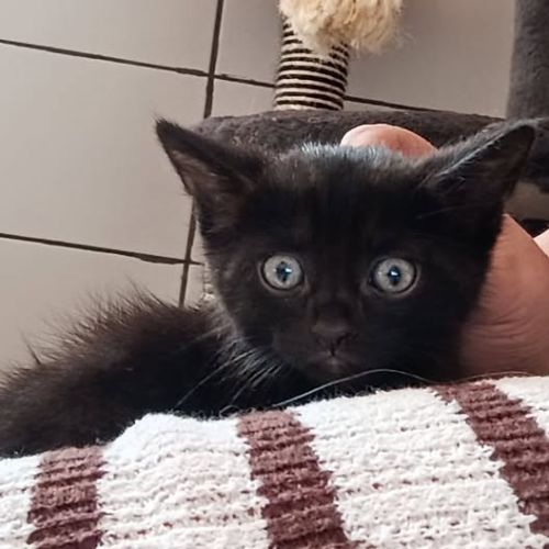 Chat kansas à l adoption #0