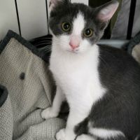 Chat birdy à l adoption