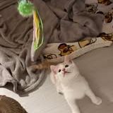 Chat caramel à l adoption #2