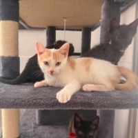 Chat caramel à l adoption