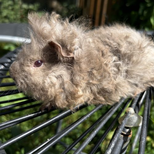 Cochon d’inde lunkarya #2