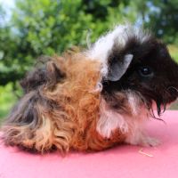 Cochon d’inde lunkarya #3