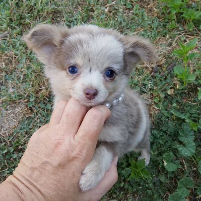 Magnifique pomchi f1( chihuahua x spitz nain pomer #1