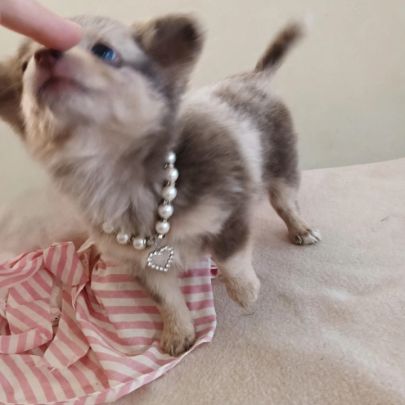 Magnifique pomchi f1( chihuahua x spitz nain pomer #0