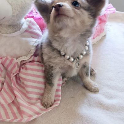Magnifique pomchi f1( chihuahua x spitz nain pomer #5