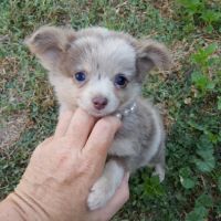 Magnifique pomchi f1( chihuahua x spitz nain pomer #1