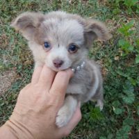 Magnifique pomchi f1( chihuahua x spitz nain pomer #2