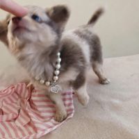 Magnifique pomchi f1( chihuahua x spitz nain pomer