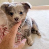 Magnifique pomchi f1( chihuahua x spitz nain pomer #4