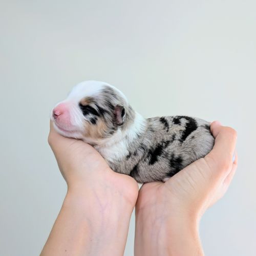 Chiots berger américain miniature lof qualité #4