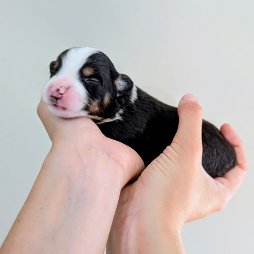 Chiots berger américain miniature lof qualité #5