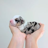 Chiots berger américain miniature lof qualité #4