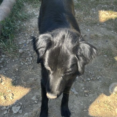 Oréo est à l’adoption #3