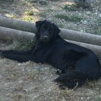 Oréo est à l’adoption