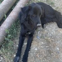 Oréo est à l’adoption #2