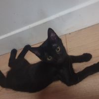 Chaton june