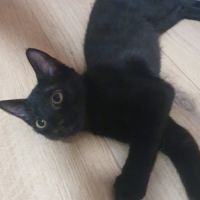 Chaton june #2