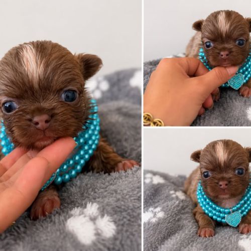 Chihuahua mâles #2