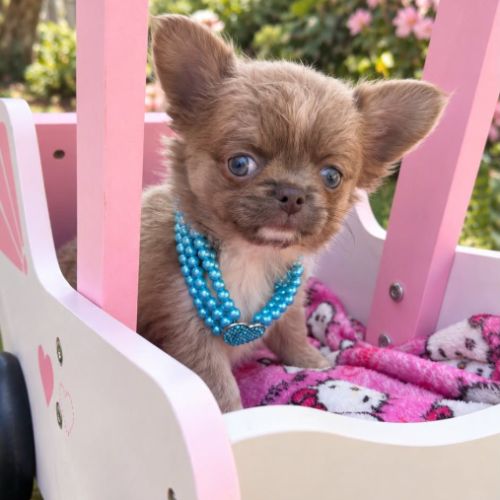 Disponible chihuahua mâles