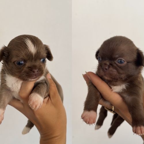 Chihuahua mâles #3