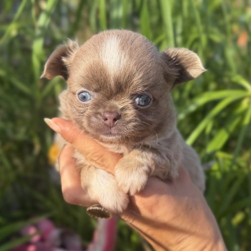 Chihuahua mâles