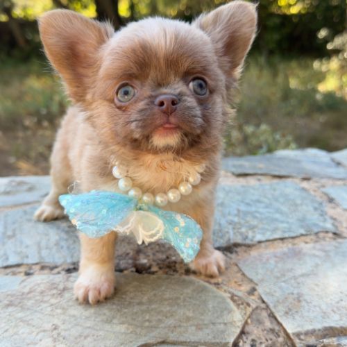 Disponibles chihuahua mâles