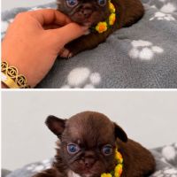 Chihuahua mâles #1