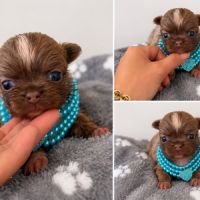 Chihuahua mâles #2