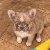 Disponibles chihuahua mâle