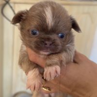 Chihuahua mâles