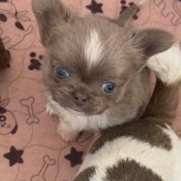 Chihuahua mâles
