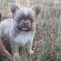 Disponible chihuahua mâles