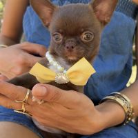Disponibles chihuahua mâles