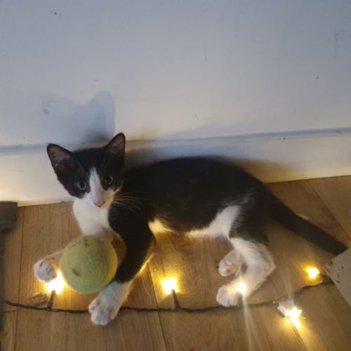 Chaton six #2