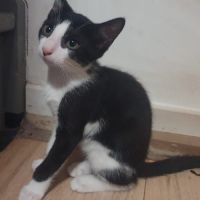Chaton six