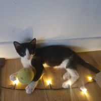 Chaton six #2