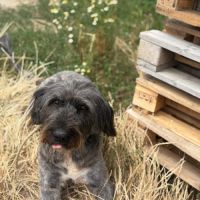 Winona la douce roumaine à l'adoption #4