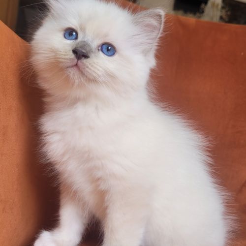 Vente chatons ragdoll #2