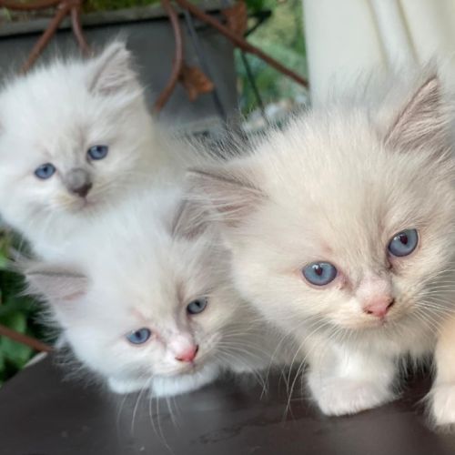 Vente chatons ragdoll