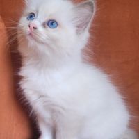 Vente chatons ragdoll #1