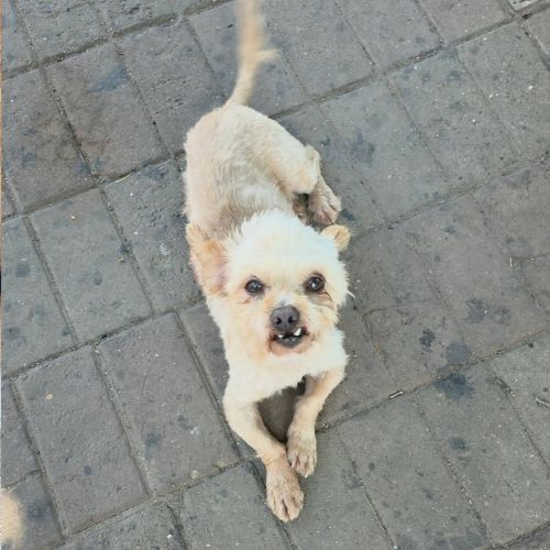 ⚠️ urgence adoption pour figo #1