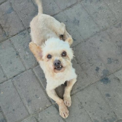 ⚠️ urgence adoption pour figo
