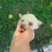 ⚠️ urgence adoption pour figo #3