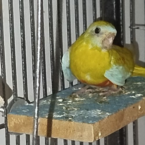 Turquoisine #2