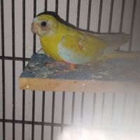 Turquoisine #1